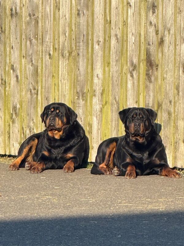 Rottweiler Puppies For Sale