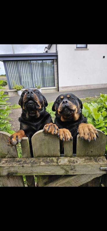 2 female Rottweilers - Image 2 of 4