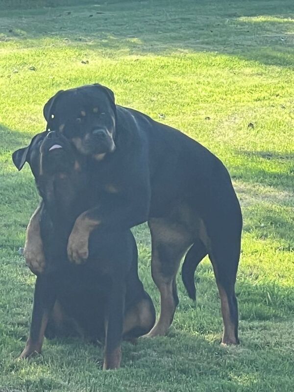 2 female Rottweilers - Image 3 of 4
