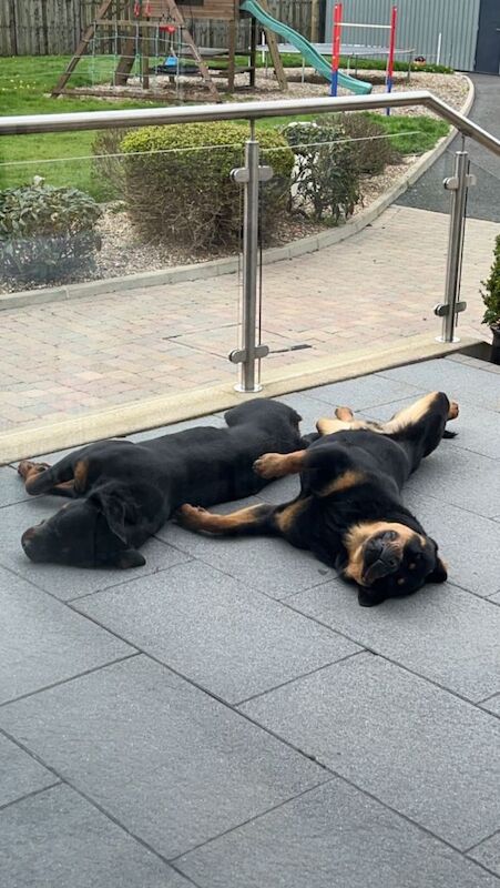 2 female Rottweilers - Image 4 of 4