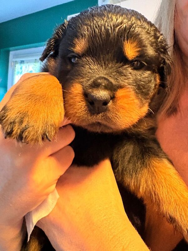 2 females available world champion bloodlines