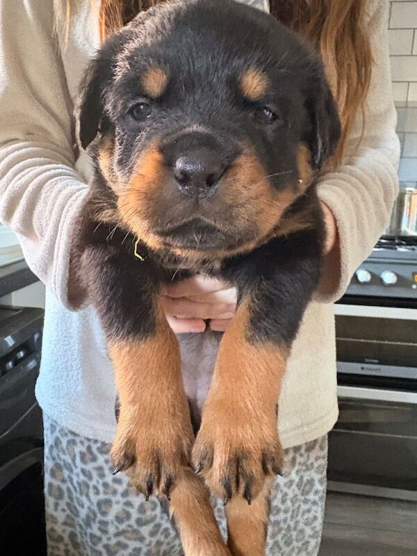 2 females available world champion bloodlines - Image 2 of 6
