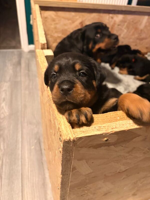 2 females available world champion bloodlines - Image 3 of 6