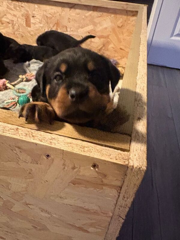 2 females available world champion bloodlines - Image 5 of 6