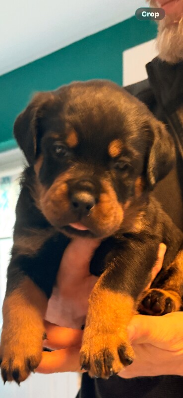 2 females available world champion bloodlines - Image 6 of 6