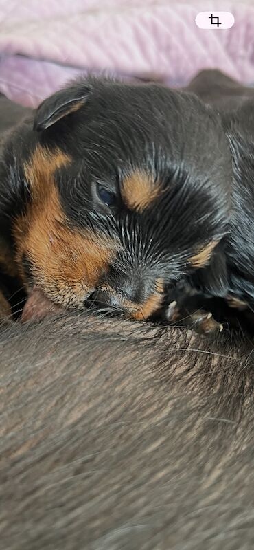 2 Girls remaining Rottweiler puppies - Image 5 of 6