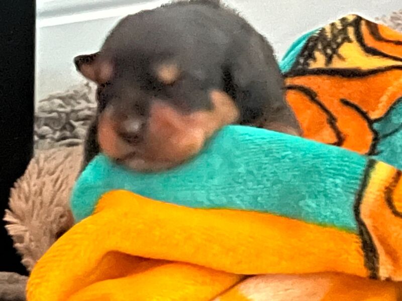 2 Girls remaining Rottweiler puppies - Image 6 of 6