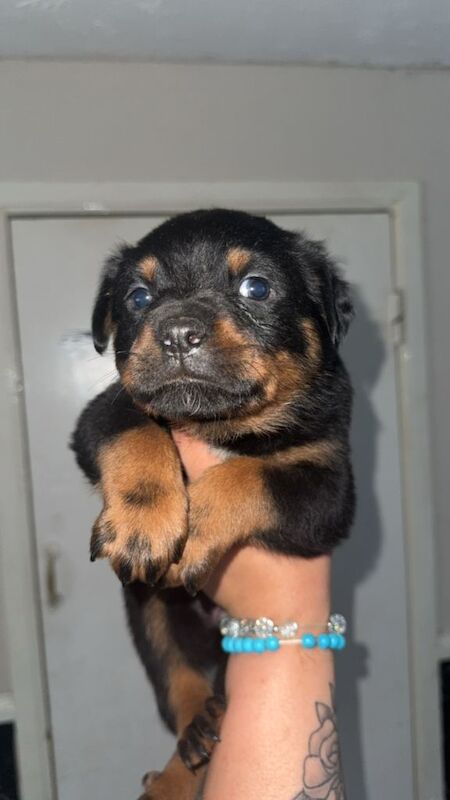 Rottweiler Puppies For Sale