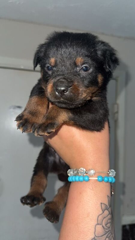2 Healthy Beautiful Rottweiler pups in Telford - Image 2 of 2