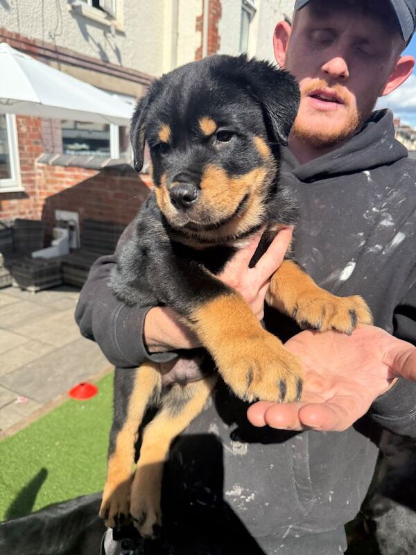 Rottweiler Puppies For Sale Under £1,000