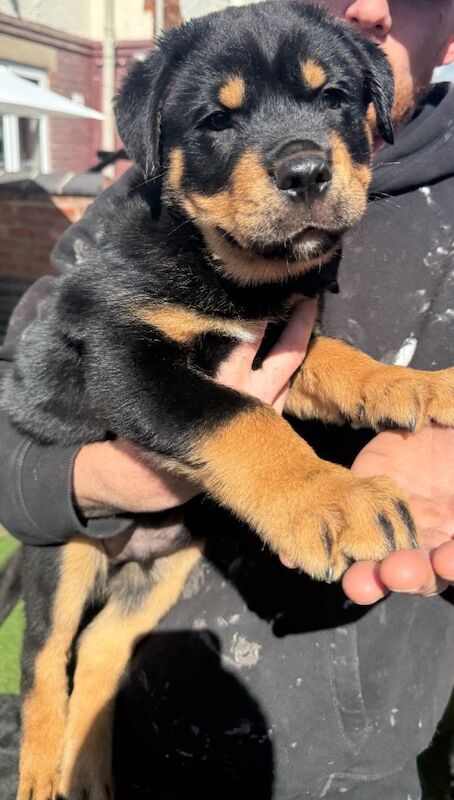 2 male Rottweiler pups, ready to leave - Image 2 of 5