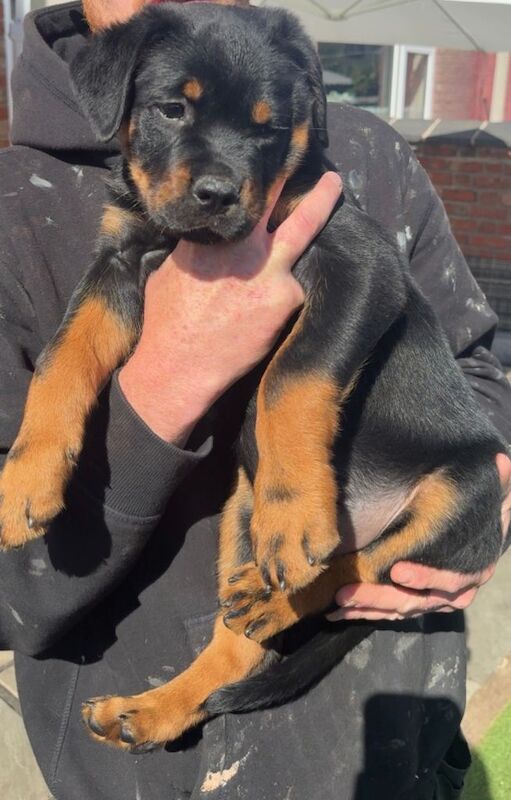 2 male Rottweiler pups, ready to leave - Image 3 of 5