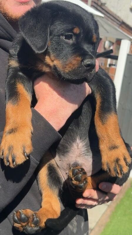 2 male Rottweiler pups, ready to leave - Image 4 of 5