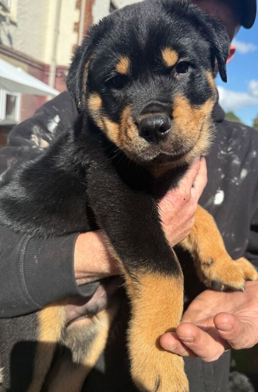 2 male Rottweiler pups, ready to leave - Image 5 of 5
