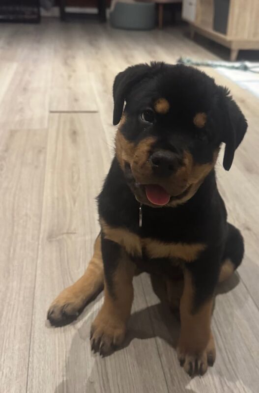 Rottweiler puppies for sale in Bradford, West Yorkshire – 1 year old - Image 2 of 3