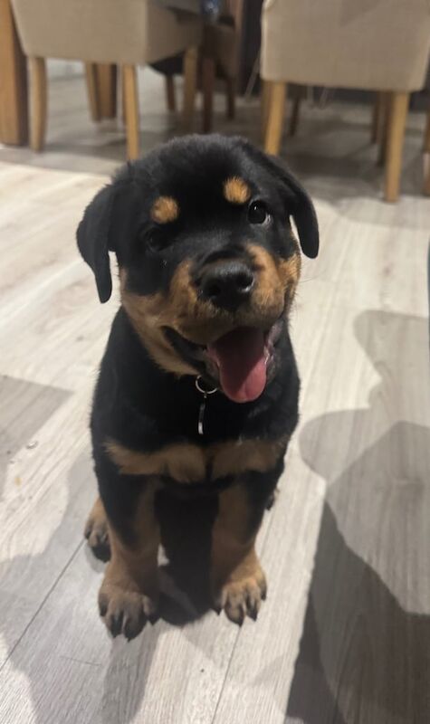 Rottweiler puppies for sale in Bradford, West Yorkshire – 1 year old - Image 3 of 3