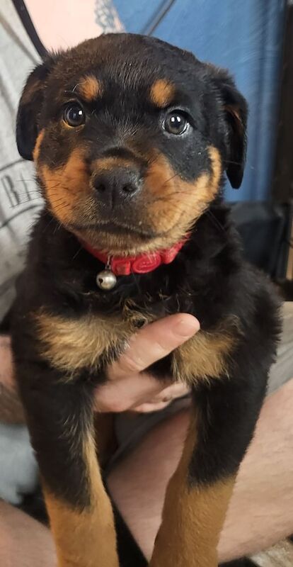 Rottweiler puppies for sale in Wolverhampton, West Midlands – 7 weeks old