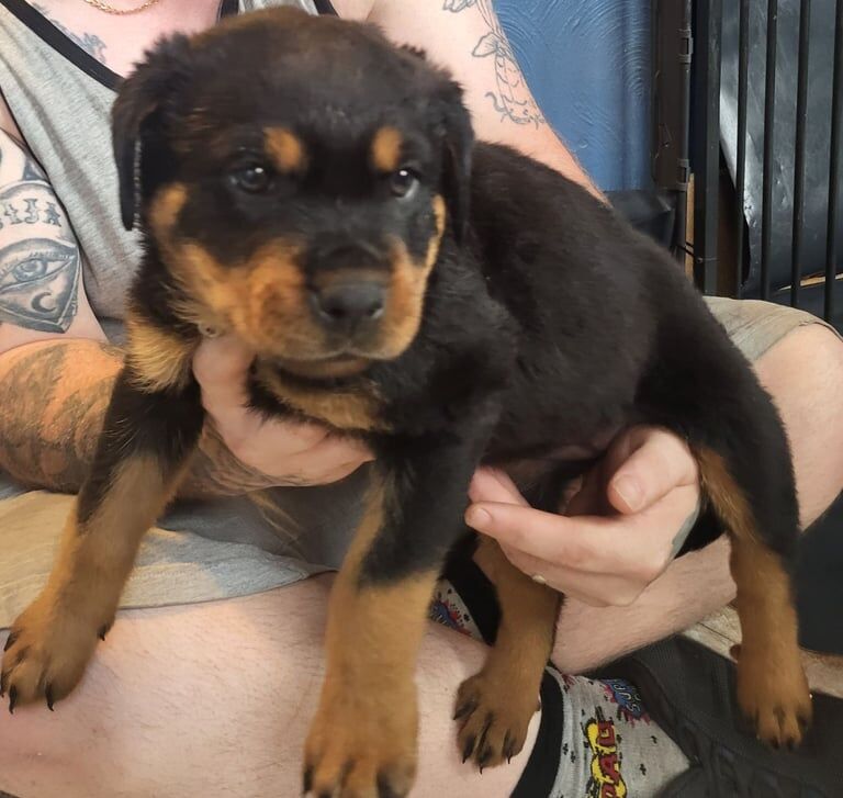 Rottweiler puppies for sale in Wolverhampton, West Midlands – 7 weeks old - Image 3 of 3