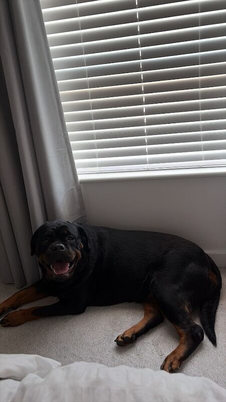 2 year old female