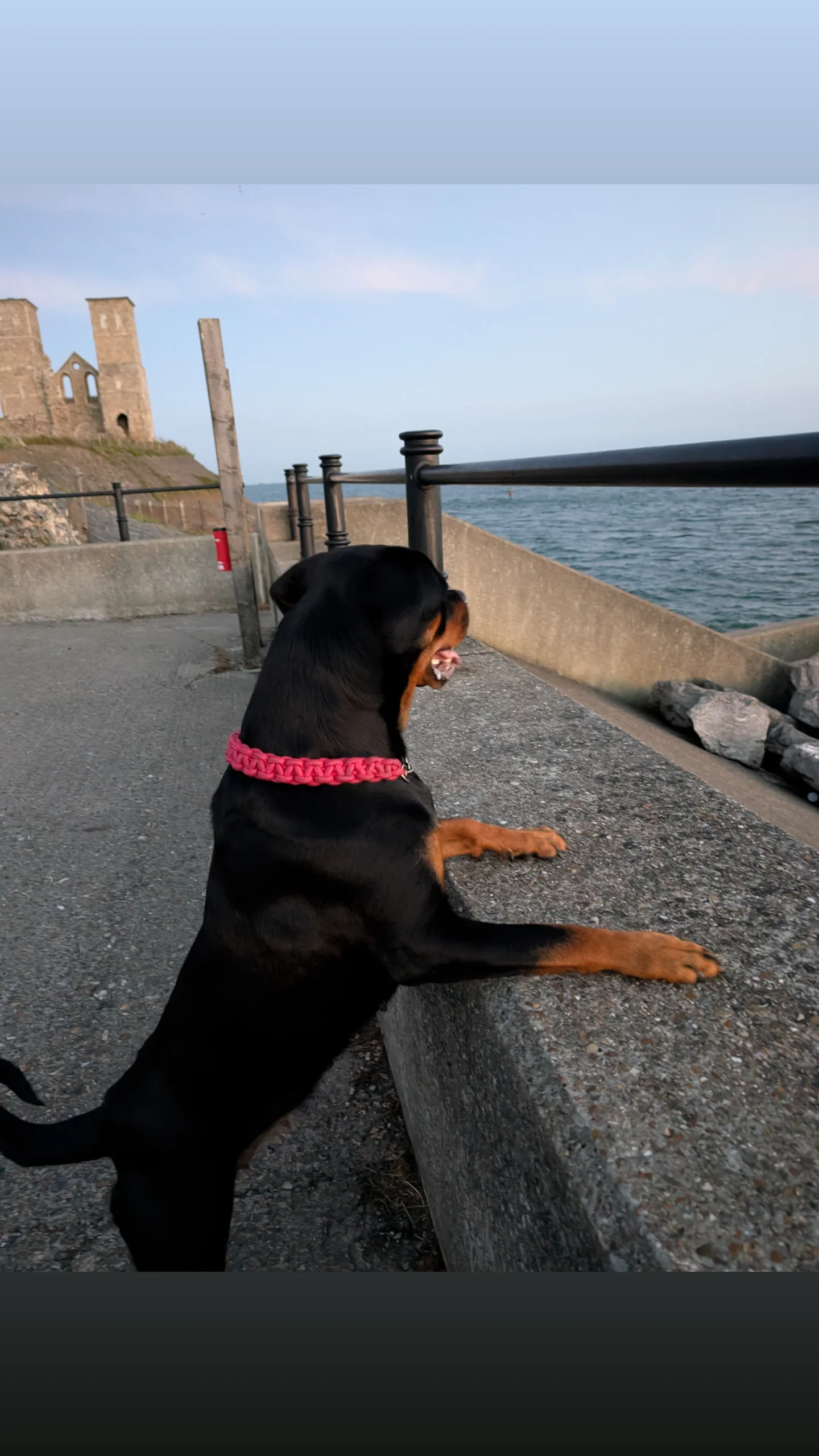 Rottweiler puppies for sale in Canterbury, Kent – 2 years old