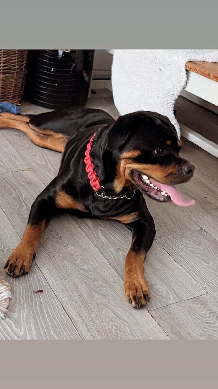 Rottweiler puppies for sale in Canterbury, Kent – 2 years old - Image 2 of 14