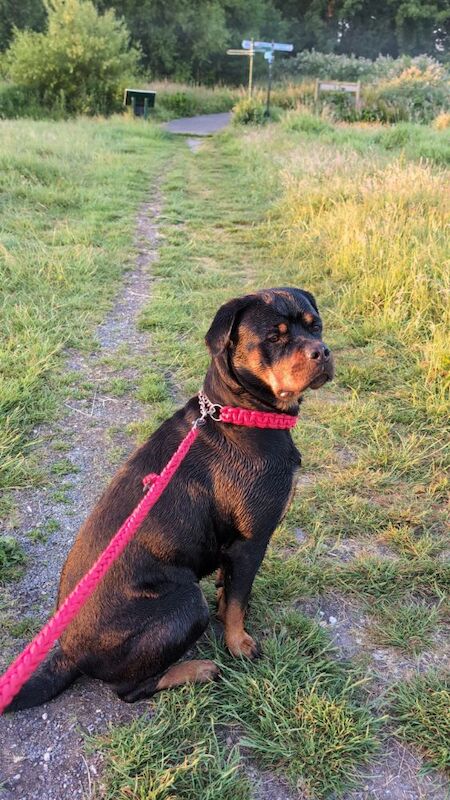 Rottweiler puppies for sale in Canterbury, Kent – 2 years old - Image 4 of 14