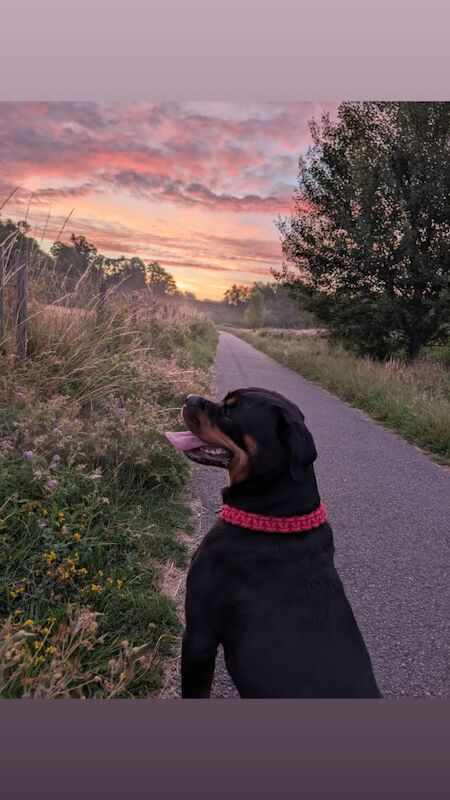 Rottweiler puppies for sale in Canterbury, Kent – 2 years old - Image 5 of 14