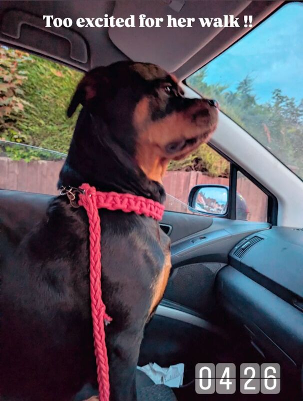 Rottweiler puppies for sale in Canterbury, Kent – 2 years old - Image 8 of 14