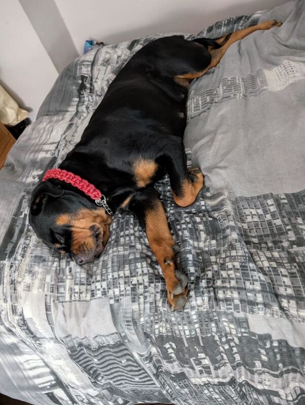 Rottweiler puppies for sale in Canterbury, Kent – 2 years old - Image 9 of 14