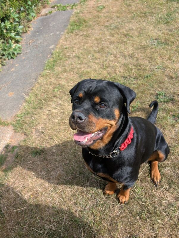 Rottweiler puppies for sale in Canterbury, Kent – 2 years old - Image 10 of 14
