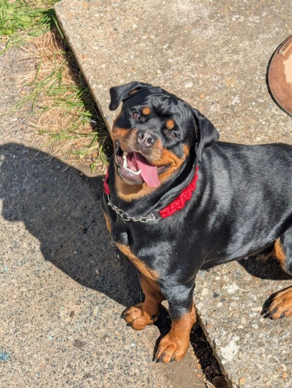 Rottweiler puppies for sale in Canterbury, Kent – 2 years old - Image 11 of 14