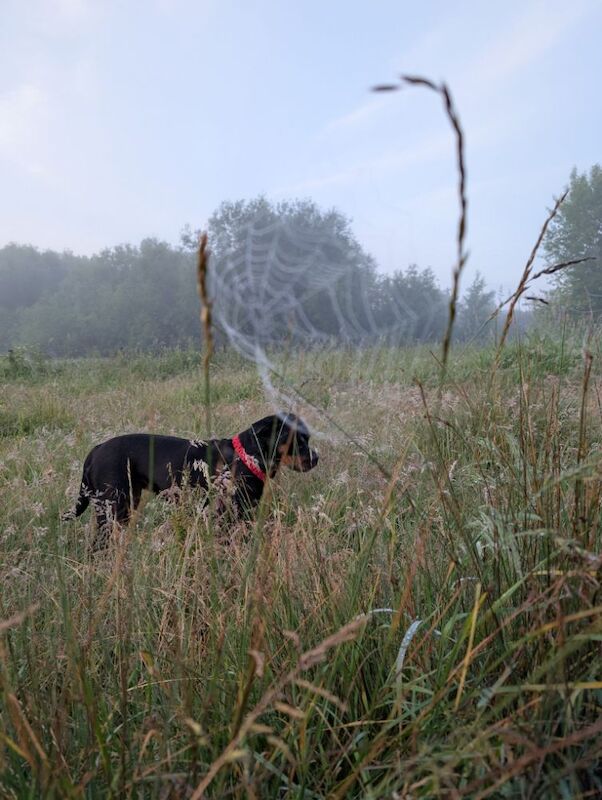 Rottweiler puppies for sale in Canterbury, Kent – 2 years old - Image 13 of 14
