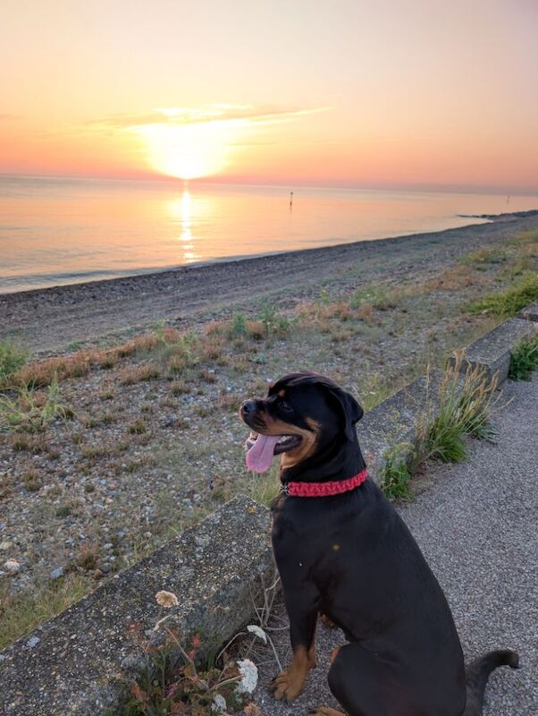 Rottweiler puppies for sale in Canterbury, Kent – 2 years old - Image 14 of 14