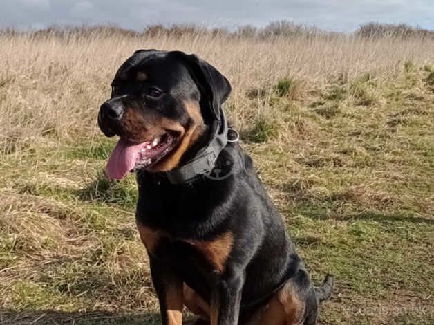 Kennel Club Registered Rottweiler Puppies For Sale | Rottweiler Owners