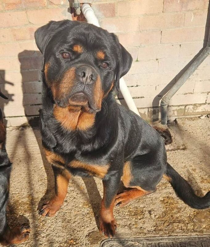 2 year old ROTTIE MALE