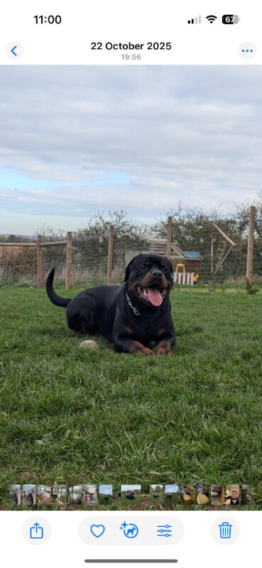 Rottweiler Puppies For Sale