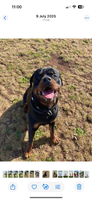 Rottweiler puppies for sale in Clifton, Nottinghamshire – 1 year old - Image 2 of 6