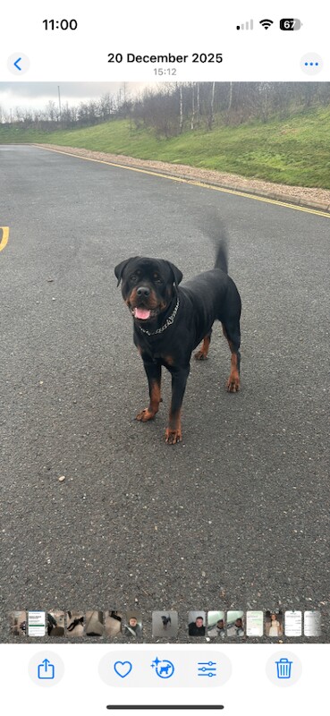 Rottweiler puppies for sale in Clifton, Nottinghamshire – 1 year old - Image 3 of 6