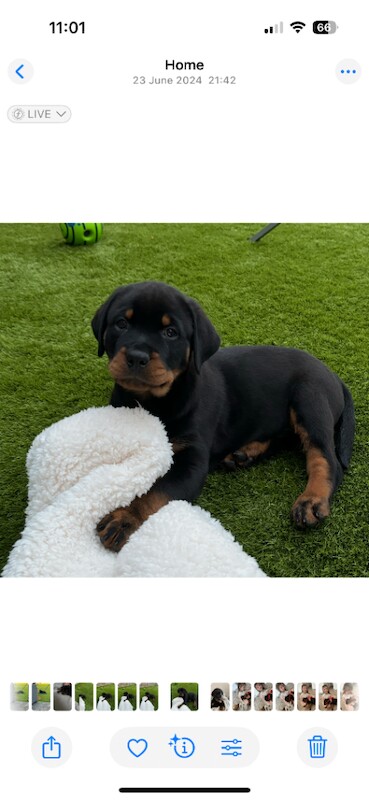 Rottweiler puppies for sale in Clifton, Nottinghamshire – 1 year old - Image 4 of 6