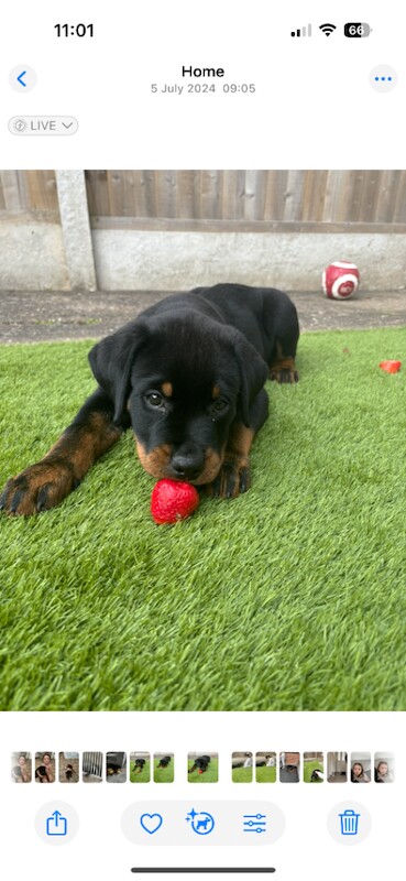 Rottweiler puppies for sale in Clifton, Nottinghamshire – 1 year old - Image 6 of 6