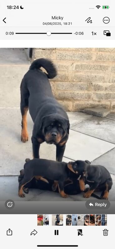 3 beautiful bullweiler male pups for sale in Armagh, County Armagh
