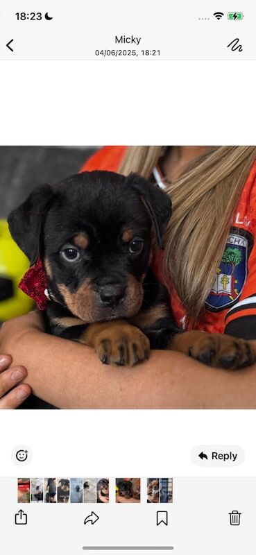 3 beautiful bullweiler male pups for sale in Armagh, County Armagh | Image 2