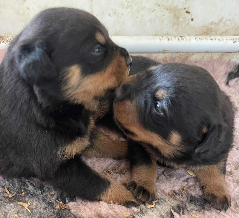 Rottweiler puppies for sale in Peterborough, Cambridgeshire – 6 weeks old