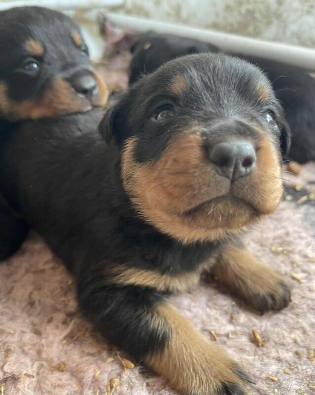 Rottweiler puppies for sale in Peterborough, Cambridgeshire – 6 weeks old - Image 2 of 6