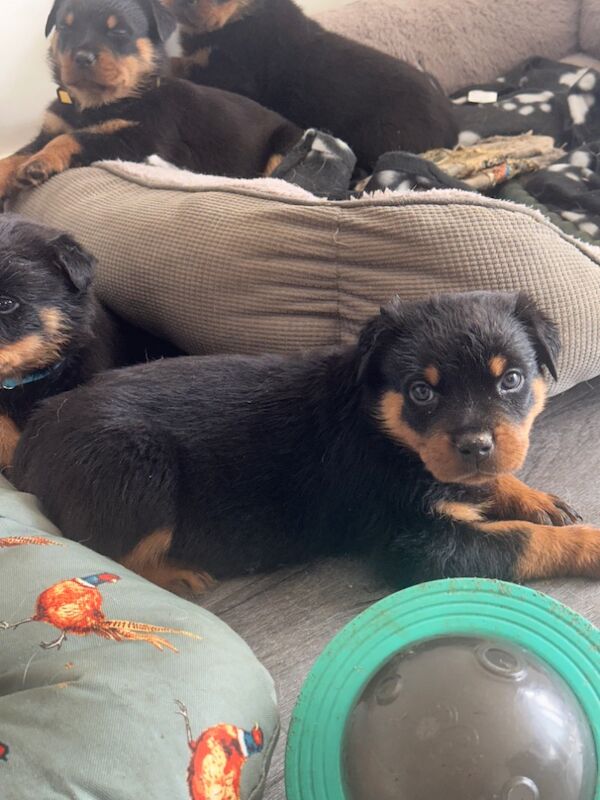 Rottweiler puppies for sale in Peterborough, Cambridgeshire – 6 weeks old - Image 3 of 6