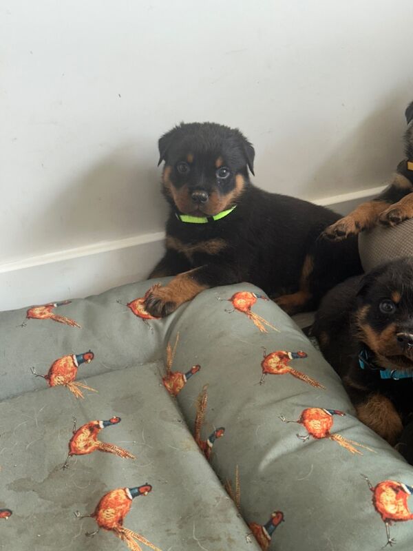 Rottweiler puppies for sale in Peterborough, Cambridgeshire – 6 weeks old - Image 4 of 6