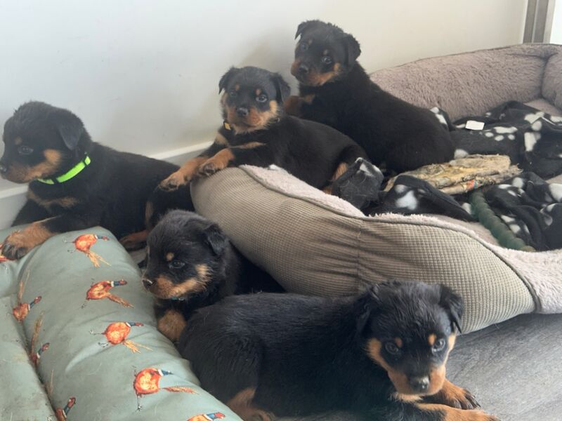 Rottweiler puppies for sale in Peterborough, Cambridgeshire – 6 weeks old - Image 5 of 6