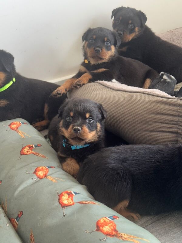 Rottweiler puppies for sale in Peterborough, Cambridgeshire – 6 weeks old - Image 6 of 6