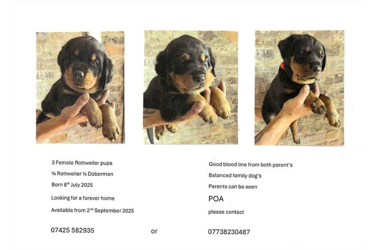 Rottweiler puppies for sale in Terrington St Clement, Norfolk – 5 weeks old