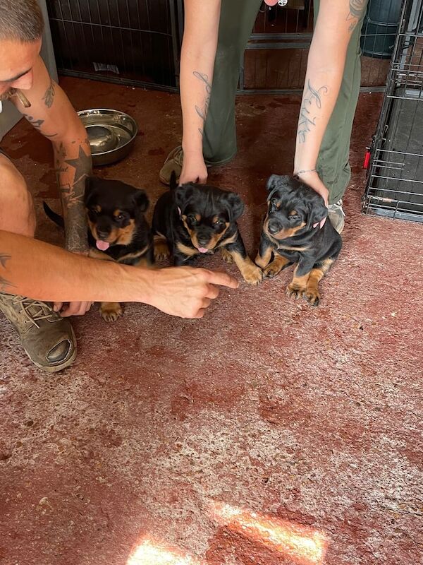 Rottweiler puppies for sale in Terrington St Clement, Norfolk – 5 weeks old - Image 2 of 3